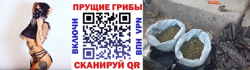 Псилоцибиновые грибы Cubensis  Купить  Кяхта 